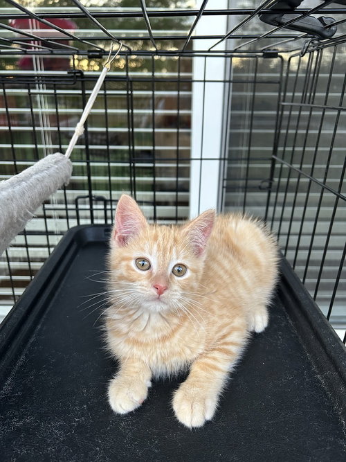 Princess Peach Kitties : Wario