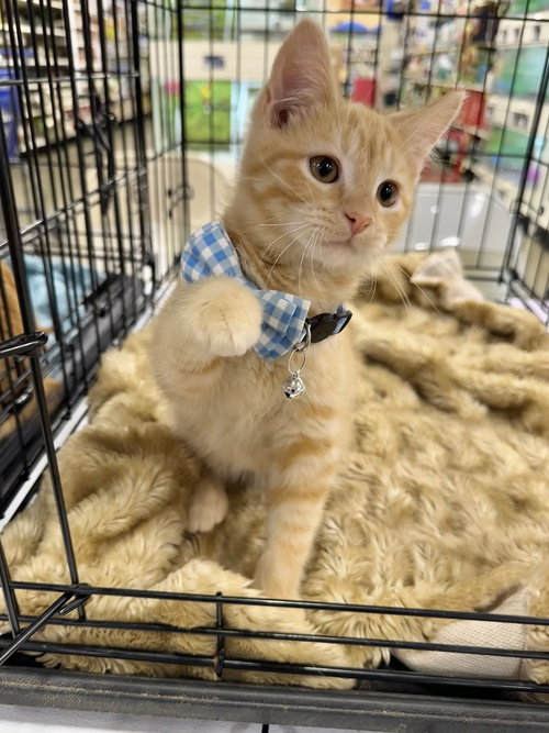 Princess Peach Kitties : Wario, Baby Bobtail / Domestic Short Hair (short coat), cat for adoption in Hamilton, Ohio