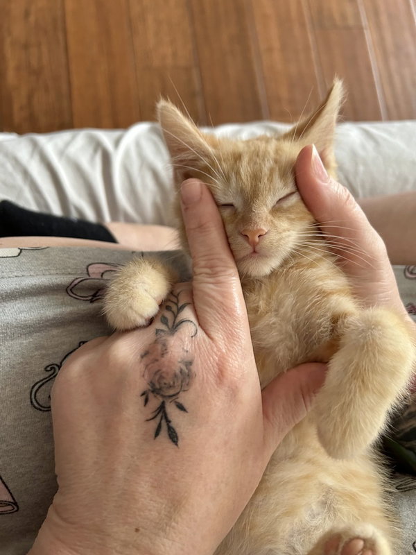 Princess Peach Kitties : Wario
