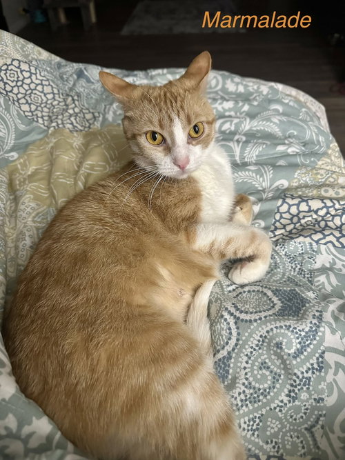 Orange Kitties : Marmalade, Adult Domestic Short Hair (short coat), cat for adoption in Covington, Kentucky