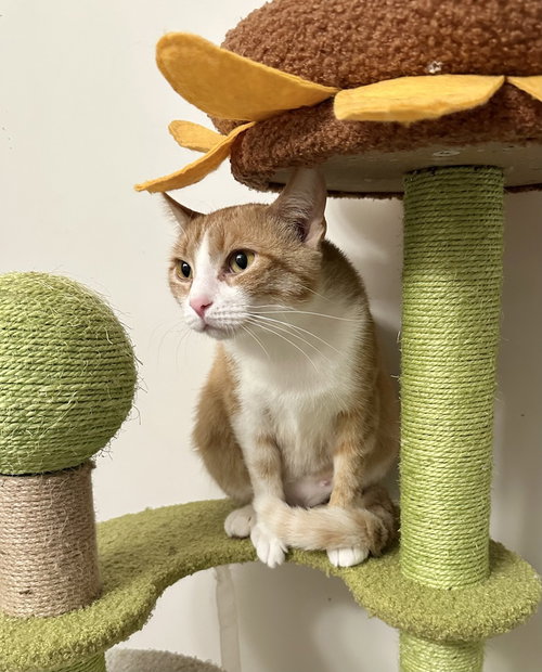 Orange Kitties : Marmalade, an adoptable Domestic Short Hair in Aurora, IN
