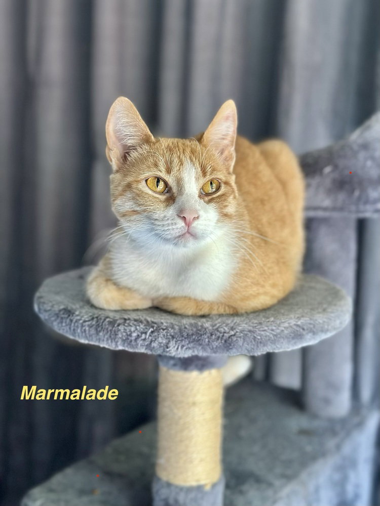 Orange Kitties : Marmalade Image