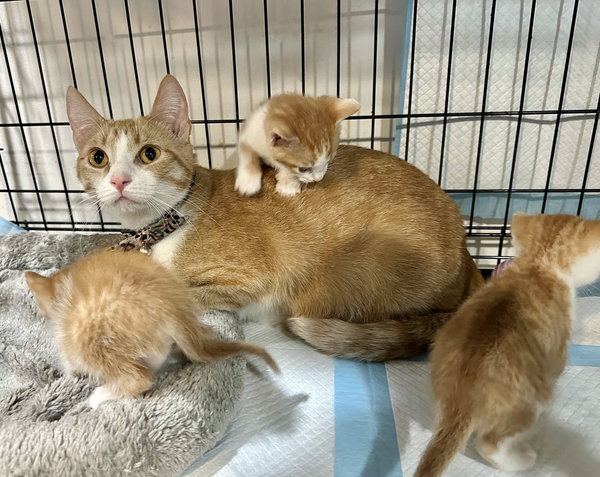 Orange Kitties : Marmalade