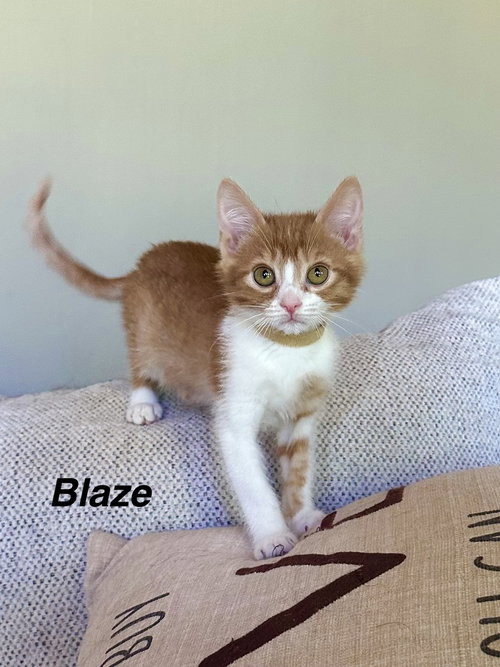 Orange Kitties : Blaze, Baby Domestic Short Hair / Domestic Short Hair / Mixed (short coat), cat for adoption in Covington, Kentucky
