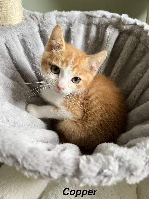 Orange Kitties : Copper, an adoptable Domestic Short Hair in Aurora, IN