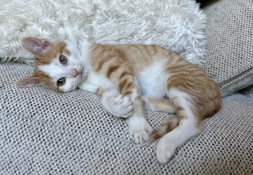 Orange Kitties : Tang, Baby Domestic Short Hair / Domestic Short Hair / Mixed (short coat), cat for adoption in Covington, Kentucky