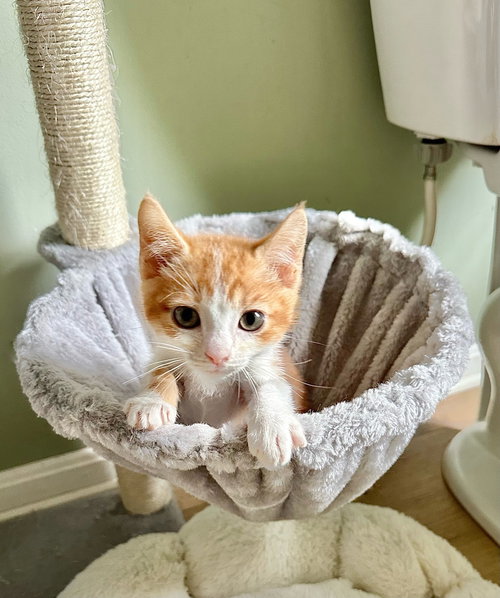 Orange Kitties : Phoenix, an adoptable Domestic Short Hair in Aurora, IN