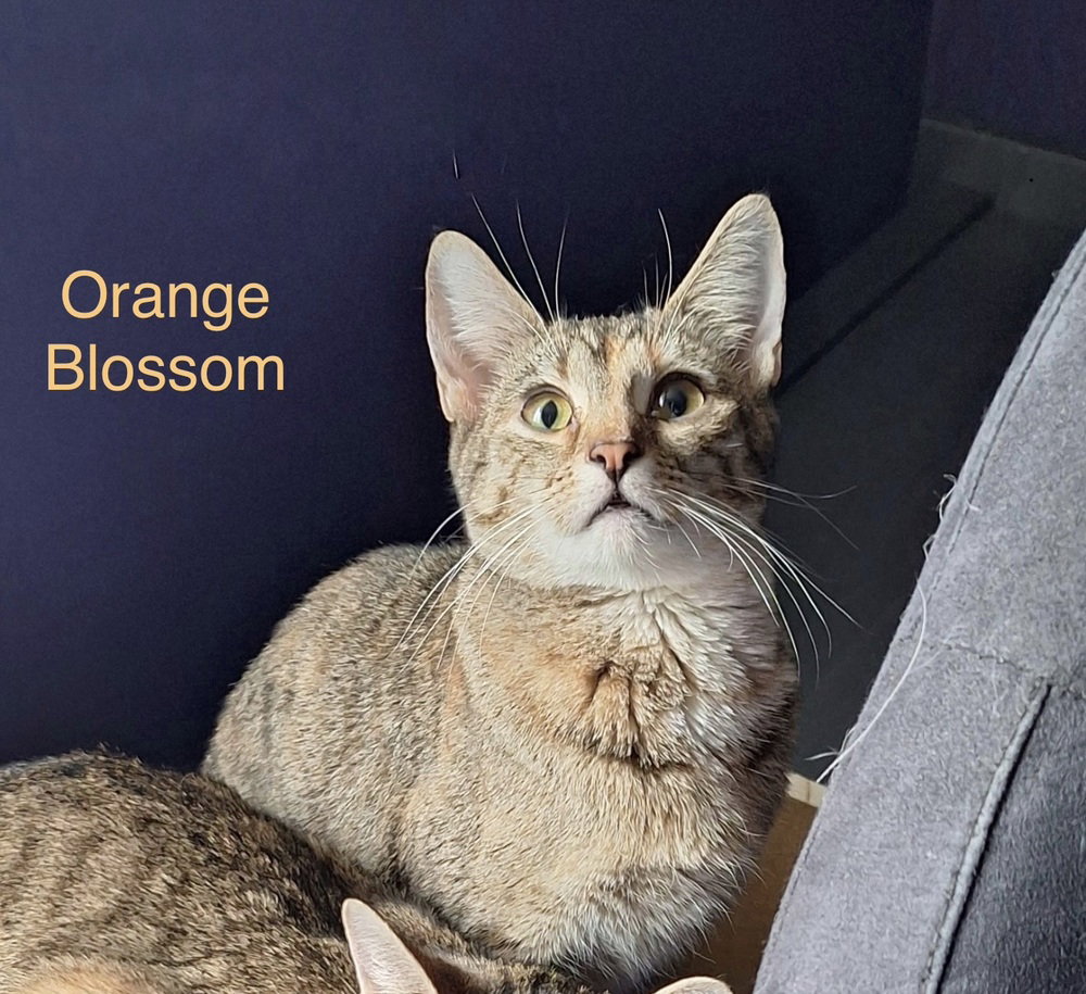 SS Kitties : Orange Blossom Image