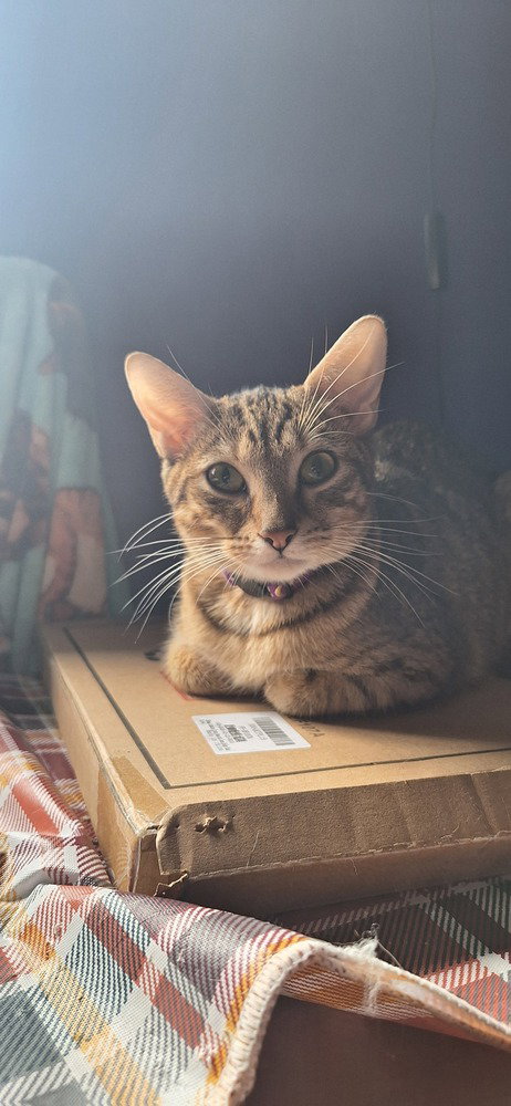 picture of the cat needing adoption