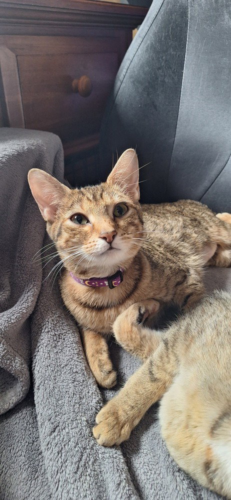 SS Kitties : Strawberry Image
