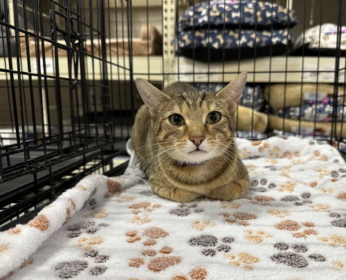 SS Kitties : Strawberry, Baby Domestic Short Hair (short coat), cat for adoption in Aurora, Indiana