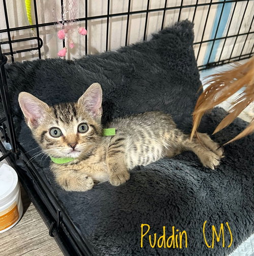 SS Kitties : Peanut Butter Puddin, Baby Domestic Short Hair (short coat), cat for adoption in Covington, Kentucky