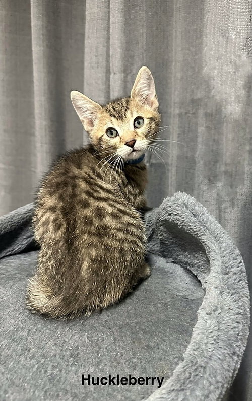 SS Kitties : Huckleberry, an adoptable Domestic Short Hair in Aurora, IN