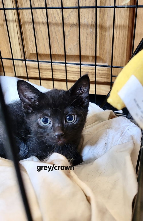 Whisky Nips : Crown Royal, an adoptable Domestic Short Hair in Aurora, IN
