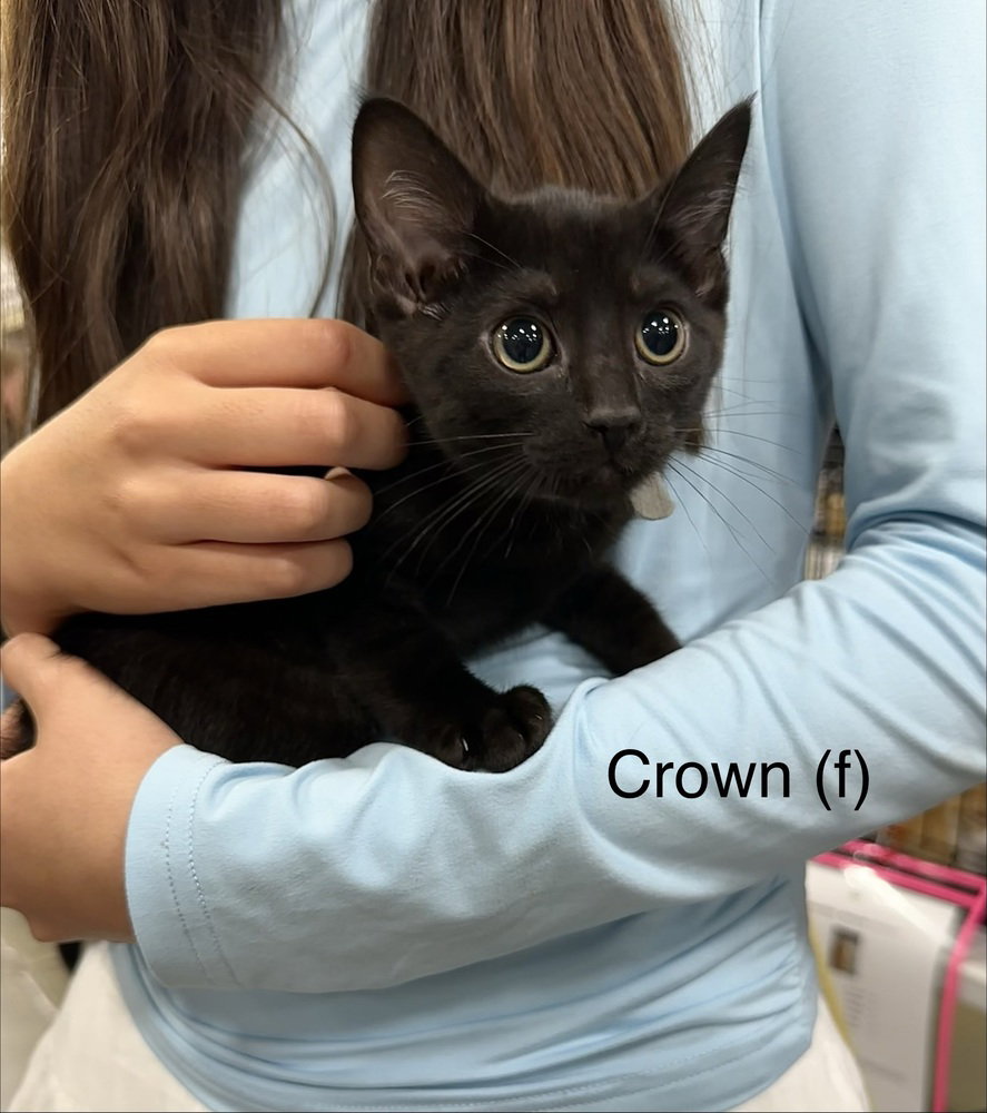 Whisky Nips : Crown Royal