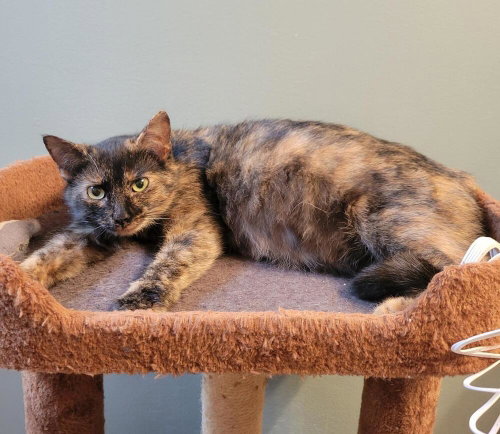 Whisky Nips : Whisky, an adoptable Domestic Short Hair in Aurora, IN