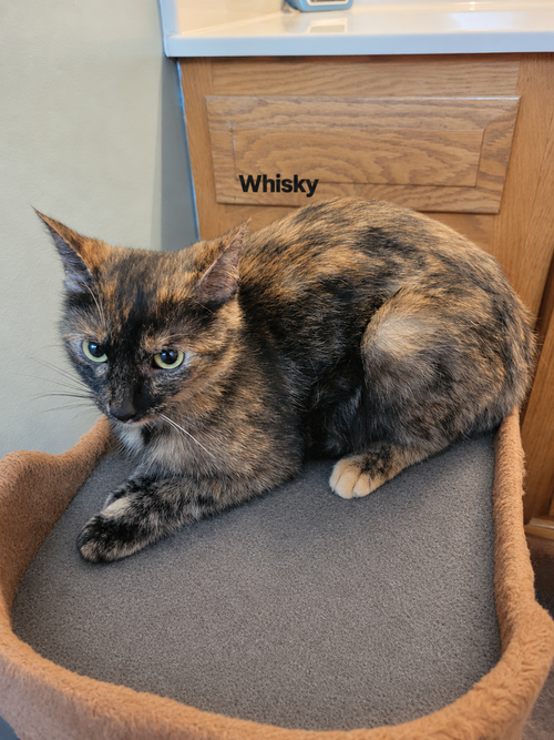 Photo 2 of Whisky Nips : Whisky