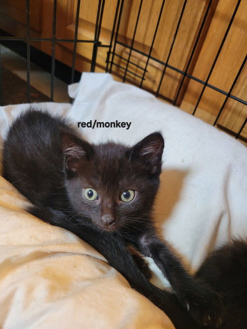 Whisky Nips : Monkey Shoulders