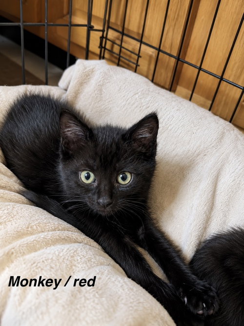Whisky Nips : Monkey Shoulders, Baby Domestic Short Hair (short coat), cat for adoption in Middletown, Ohio