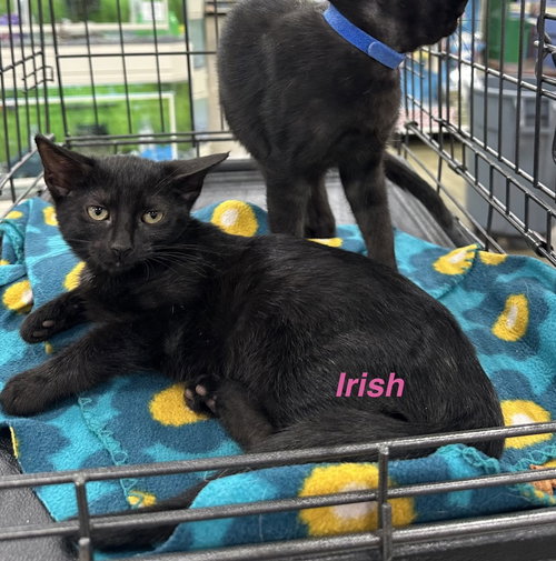 Whisky Nips : Irish, an adoptable Domestic Short Hair in Aurora, IN