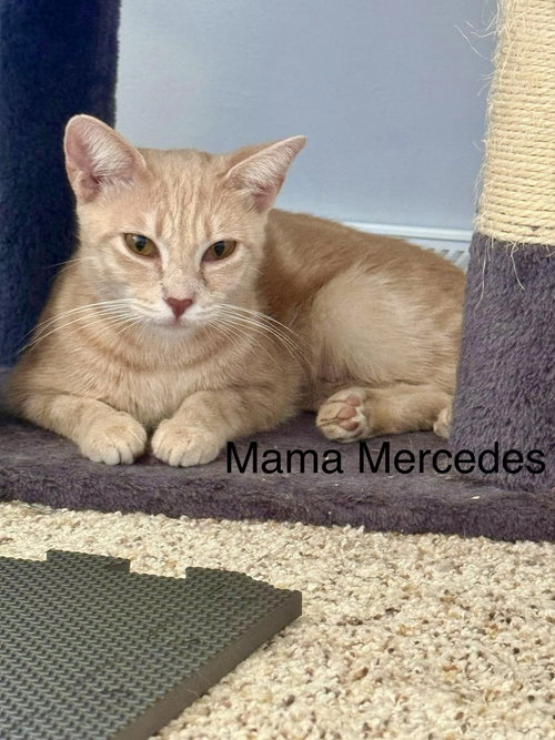Luxury Kitties : Mercedes, an adoptable Domestic Short Hair in Aurora, IN