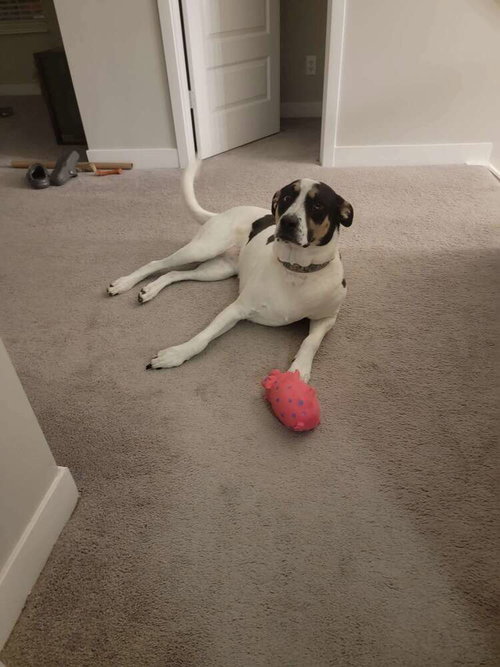 BIRDS OF  PREY : BLACK CANARY (MARLEY) - Boxer / Shepherd available for adoption