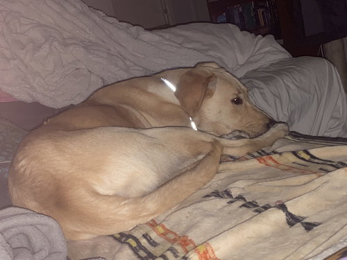CD : Comet, an adoptable Labrador Retriever in Aurora, IN