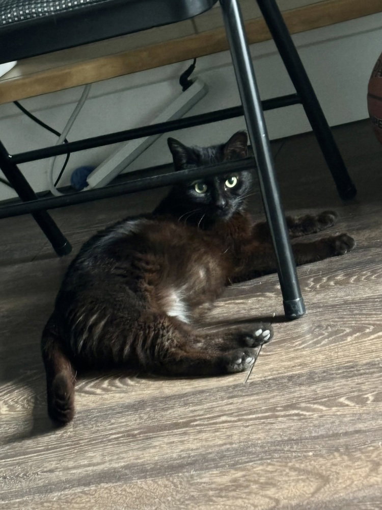 Dudleys : Jynx Kitty