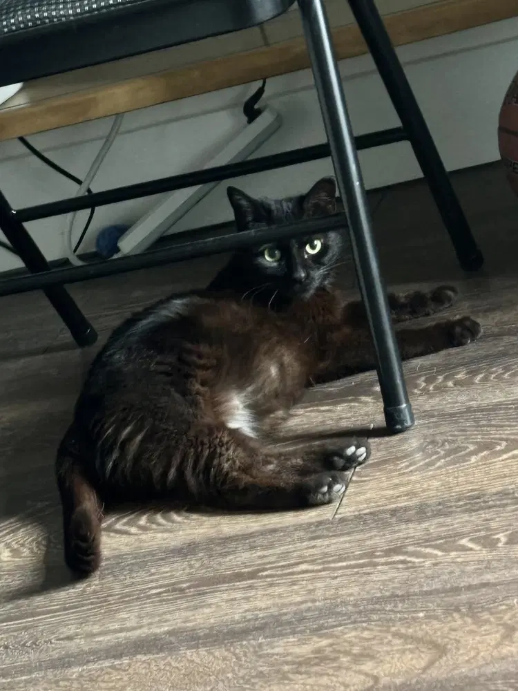 Dudleys  Jynx Kitty - Domestic Short Hair