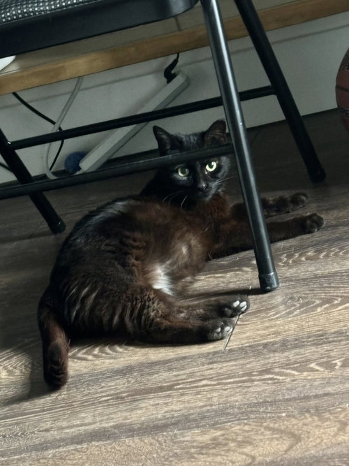 Dudleys : Jynx Kitty, Adult Domestic Short Hair (short coat), cat for adoption in Aurora, Indiana