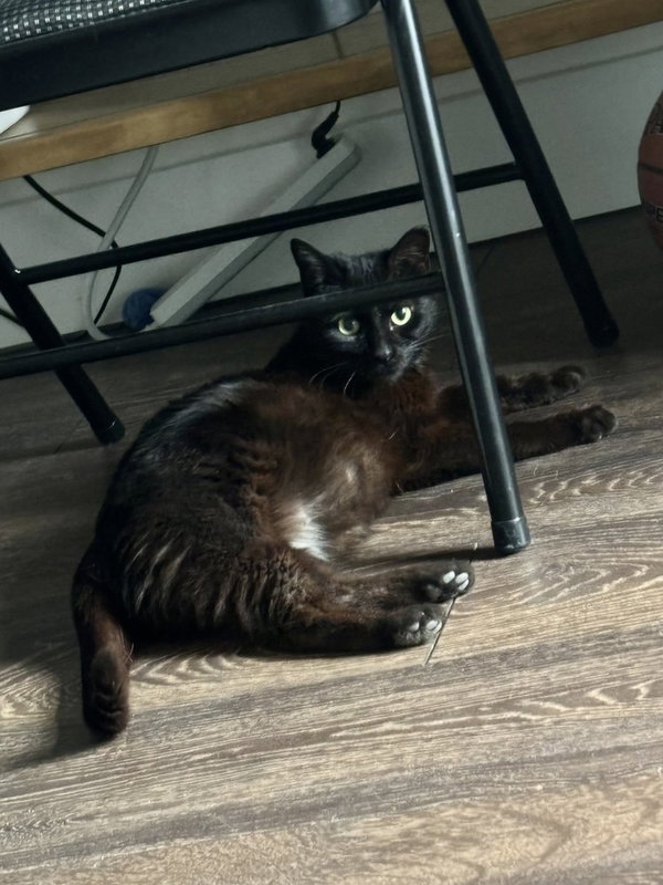 Dudleys : Jynx Kitty