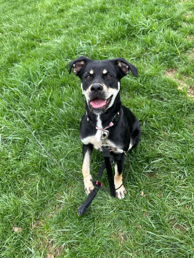 Katy Roo Image