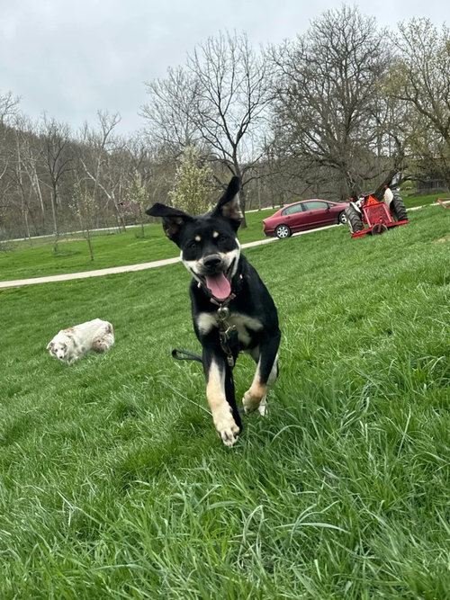 KATY ROO - Boxer / German Shepherd Dog available for adoption