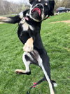Katy Roo - Photo 3