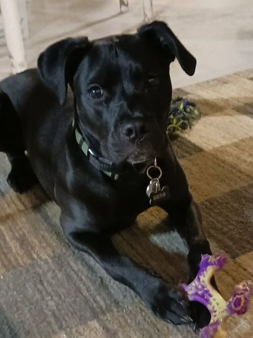 Z for : Zeus, an adoptable Labrador Retriever in Aurora, IN