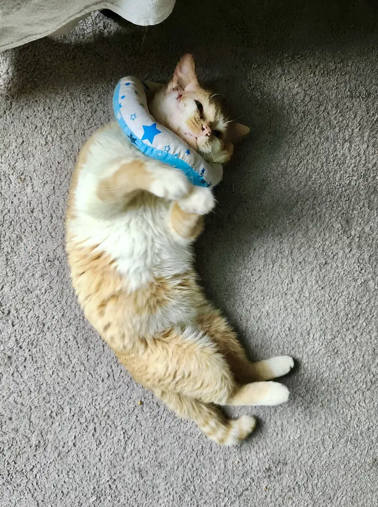 Eli Kitty image 2