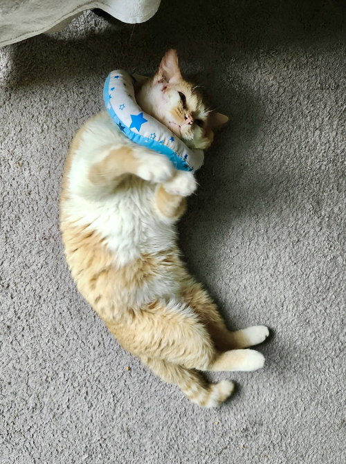 Photo 2 of Eli Kitty