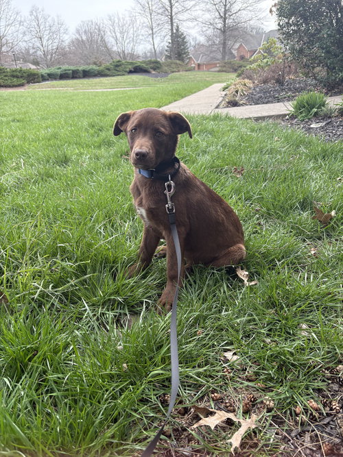 Wednesday Surprise : Blair, an adoptable Terrier in Aurora, IN