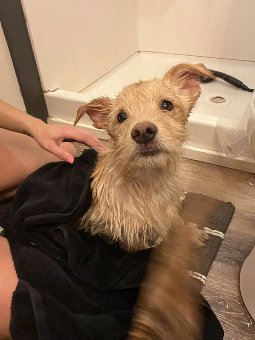 Wednesday Surprise : Scooter
