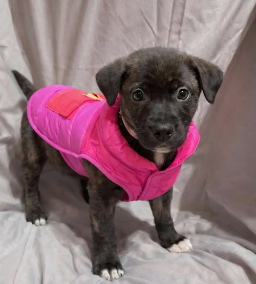 SRV Palau : Caryn, an adoptable Boxer in Aurora, IN