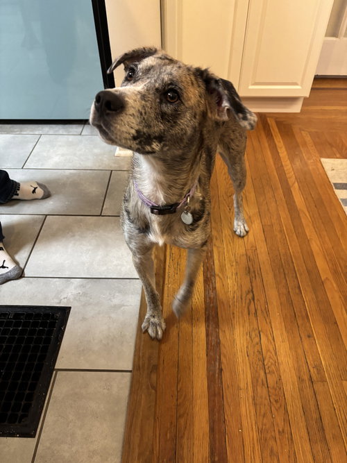 Ladybird, an adoptable Catahoula Leopard Dog in Aurora, IN