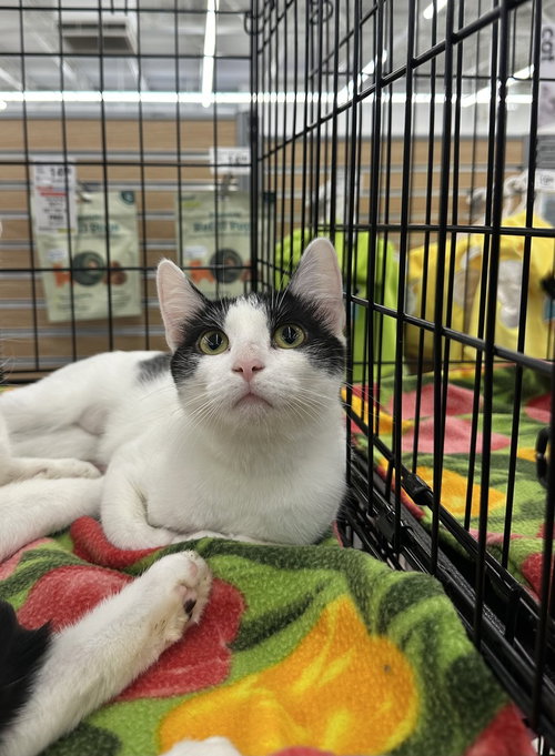 Grammy Cats : Shakira, an adoptable Domestic Short Hair in Aurora, IN