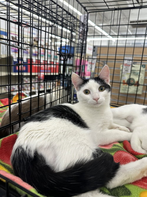 Grammy Cats : Trevor, Adult Domestic Short Hair / Mixed (short coat), cat for adoption in Covington, Kentucky