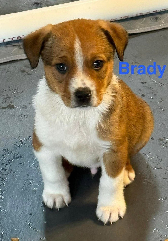 Virgin River :  Brady Image