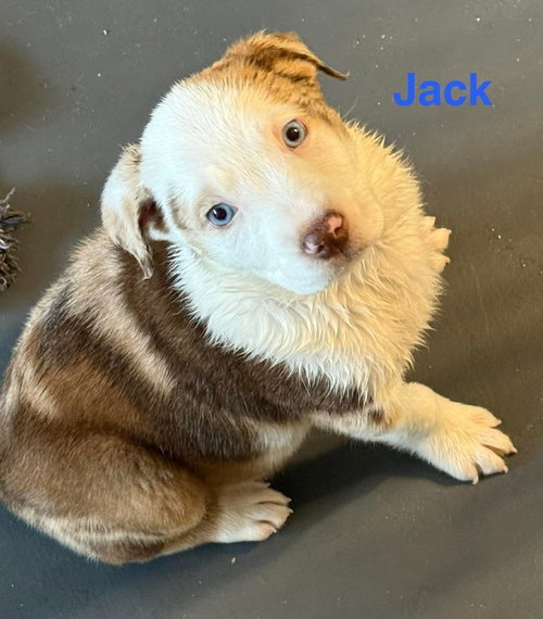 VIRGIN RIVER :  JACK - Australian Shepherd / Pit Bull Terrier available for adoption