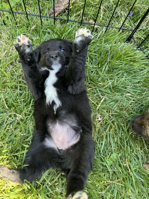 Crayons : Pink, an adoptable Spaniel in Aurora, IN