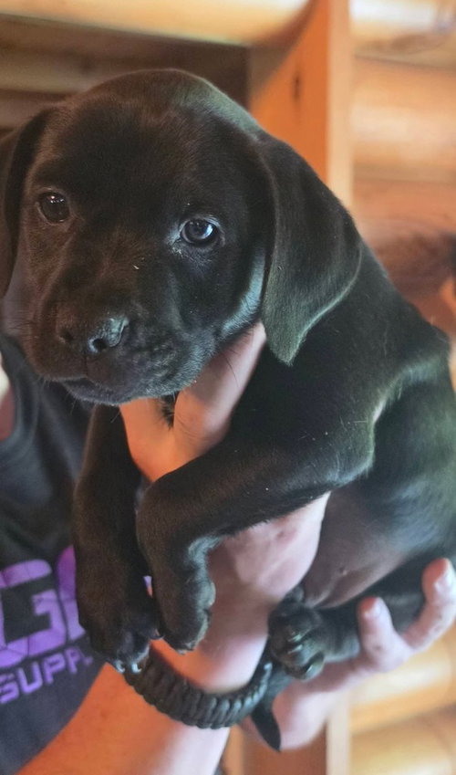 Peanuts Pups : Linus