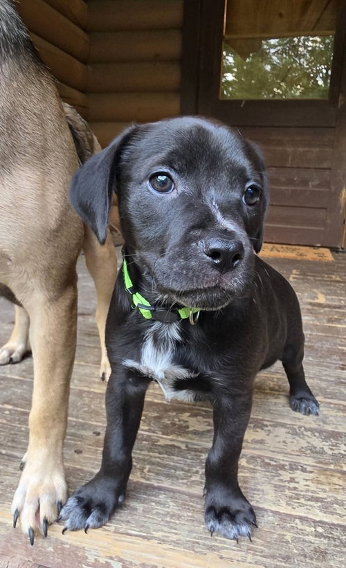 Peanuts Pups : Charlie Brown, an adoptable Dachshund in Aurora, IN