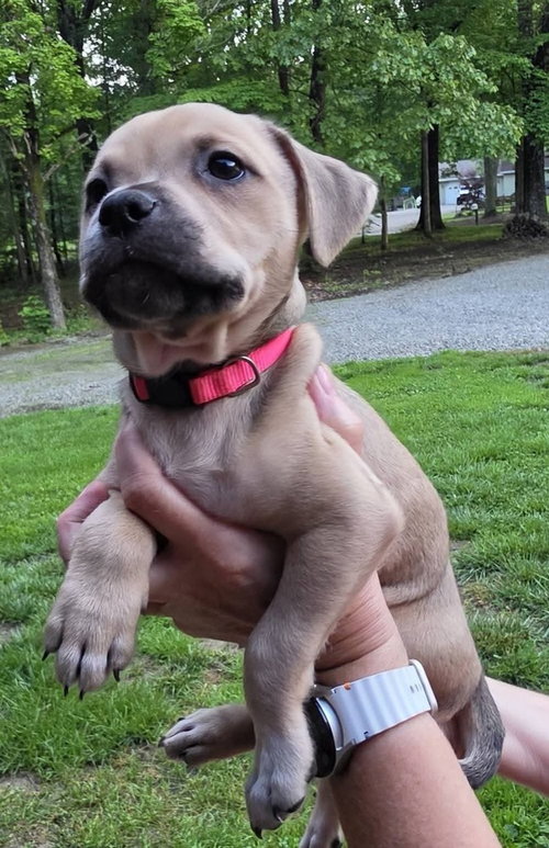 Peanuts Pups : Lucy, an adoptable Dachshund in Aurora, IN