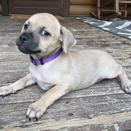 Peanuts Pups : Sally, an adoptable Dachshund in Aurora, IN